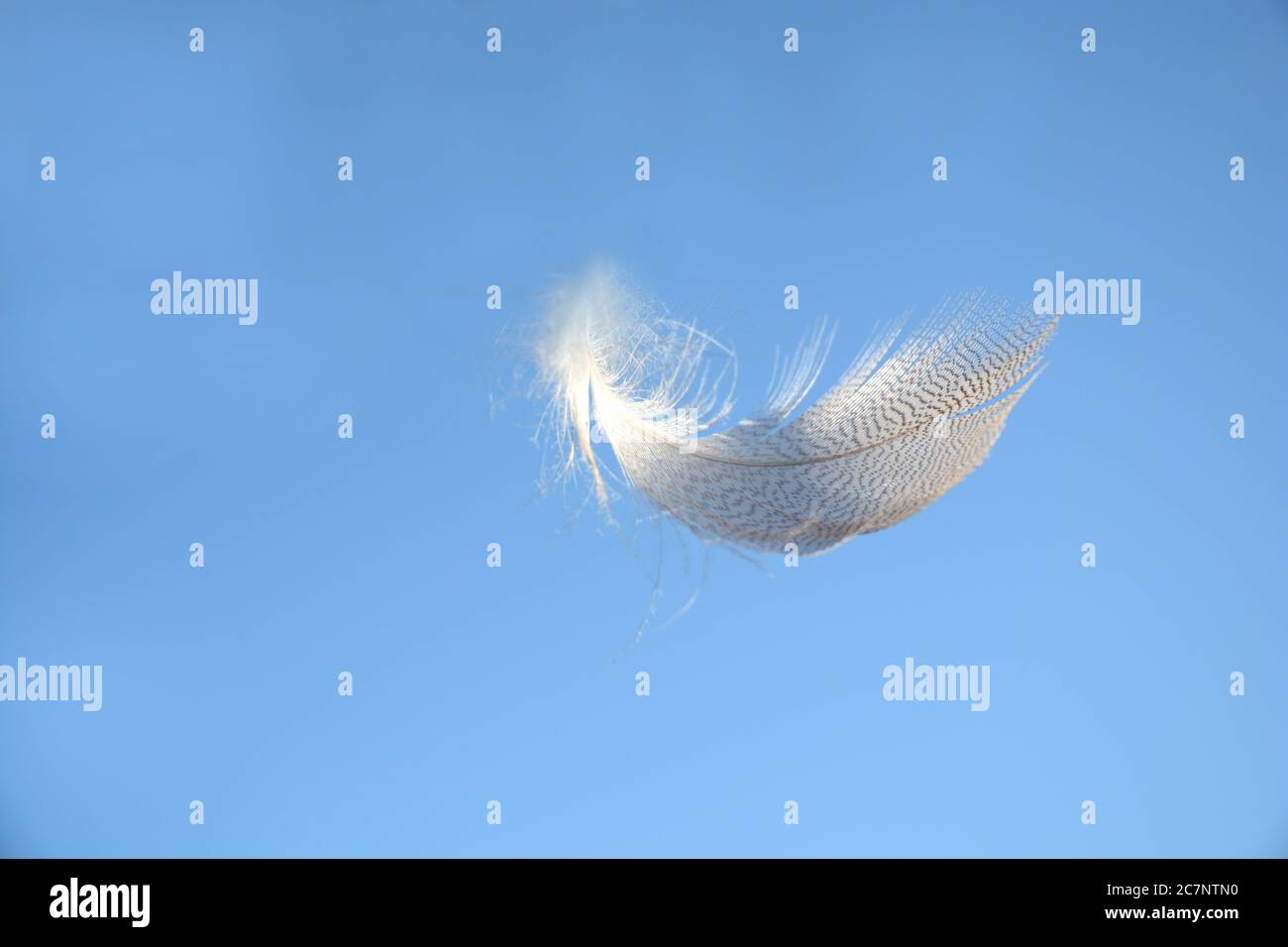 Selective focus of a tiny soft feather on a blue background Stock Photo ...