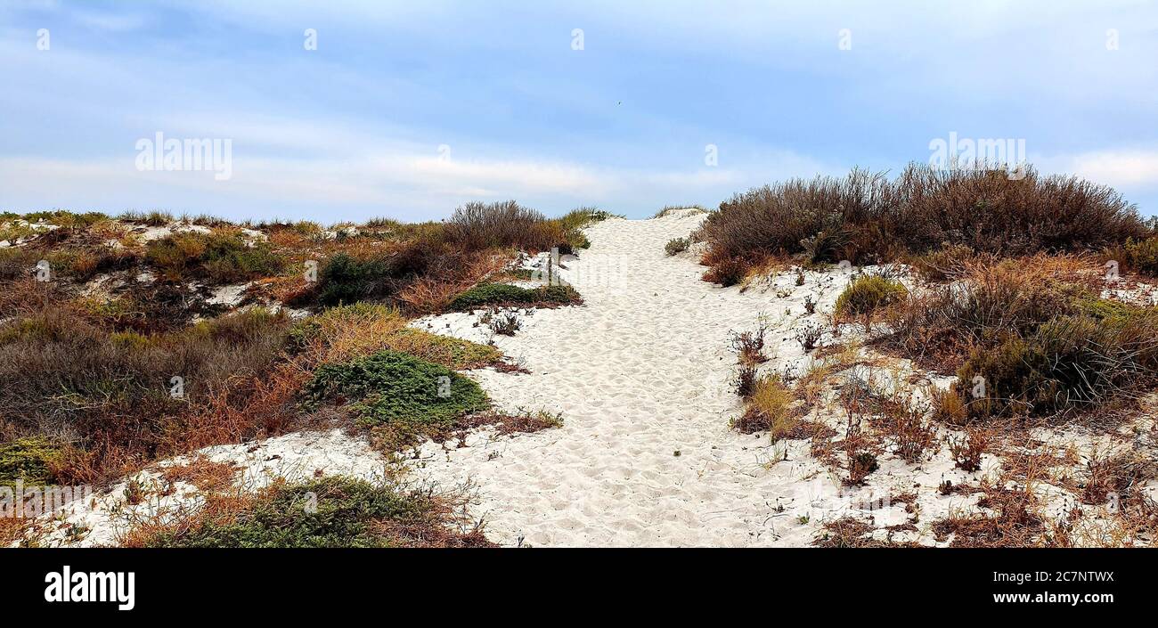 Sandy pathway on the beach surrounded by bushes captured during the ...
