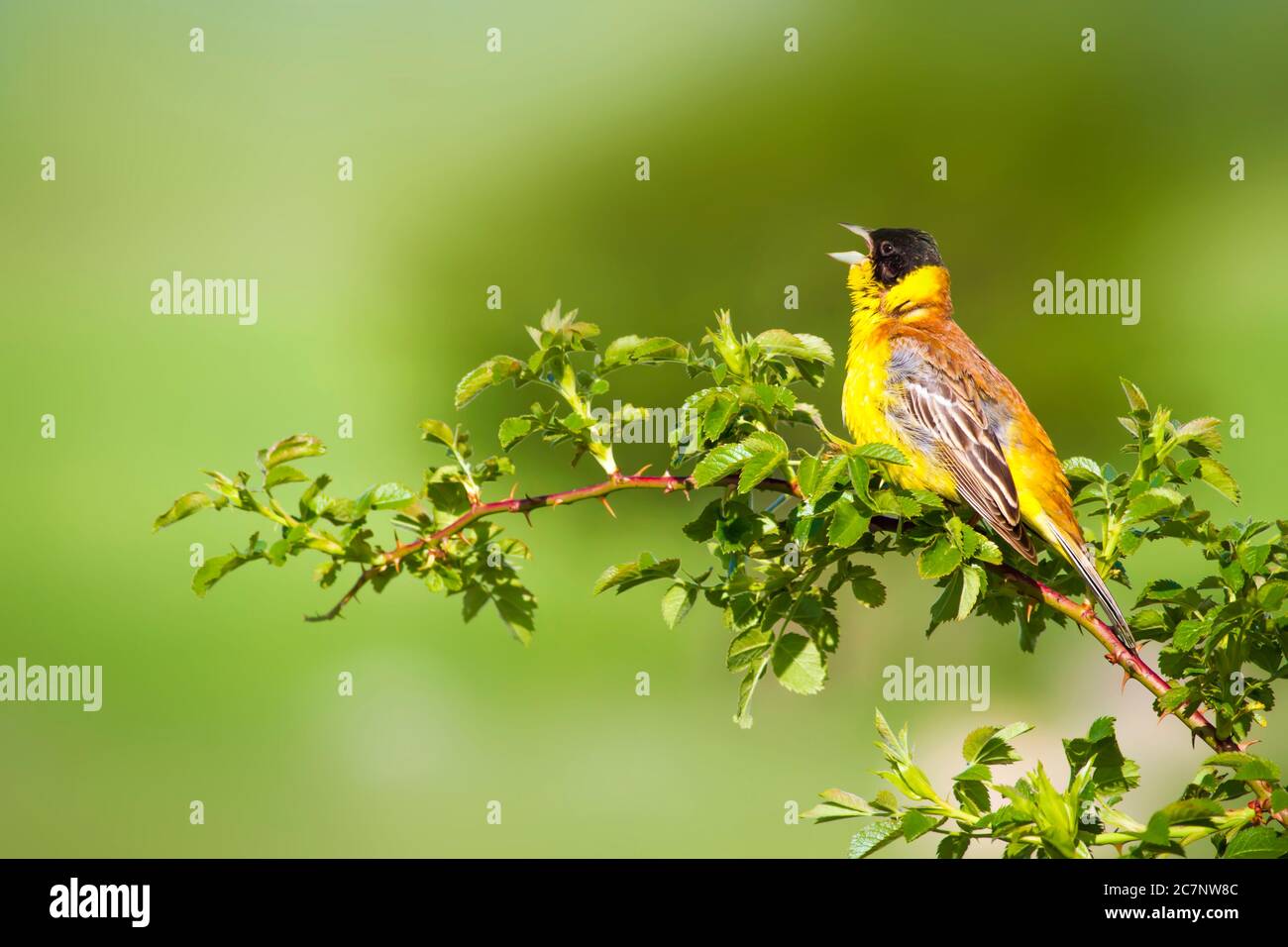 Singing bird. Green nature background. Bird: Corn Bunting. Emberiza calandra. Plant: Golden thistle. Stock Photo