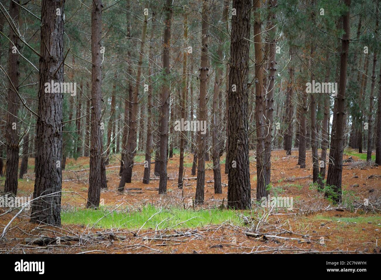 Dense forest with pine trees during daytime Stock Photo - Alamy