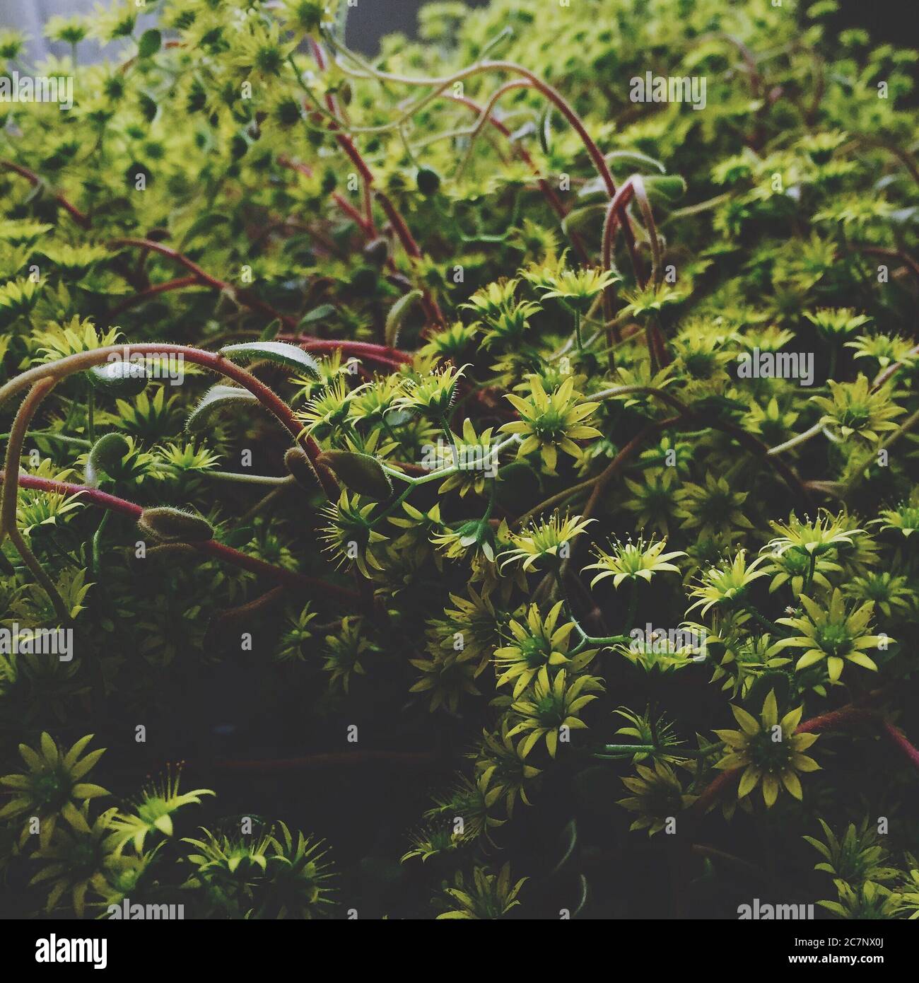 Green plant bright flowers hi-res stock photography and images - Alamy