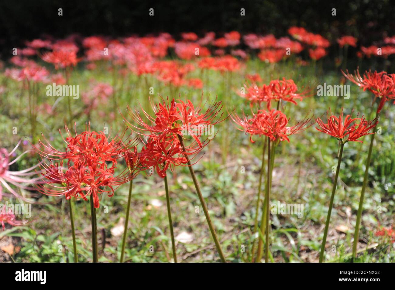 Closeup of Red spider lilies in a field under the sunlight in Gochang ...