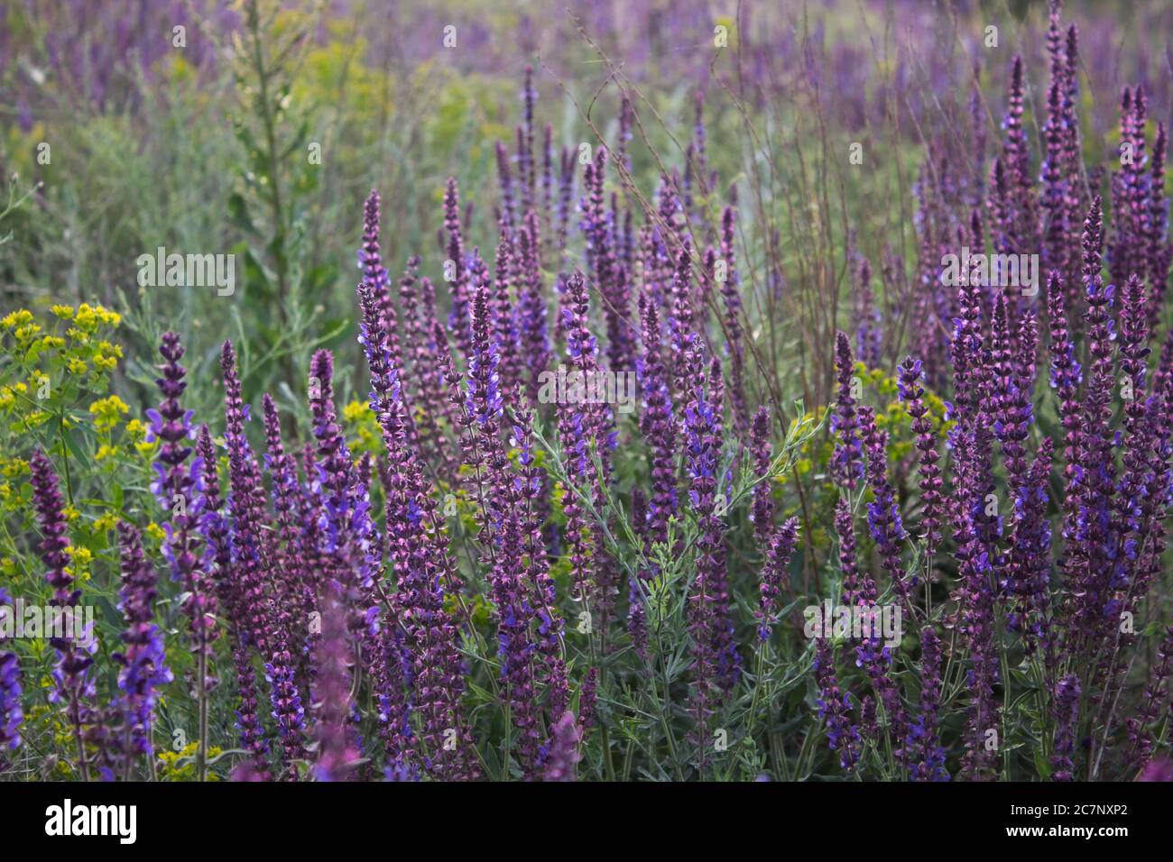 Salvia pratensis background. Honey plants. Nature background. Stock Photo