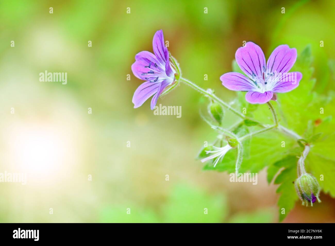 Woodland geranium (Geranium sylvaticum) on a blurred green background. Violet forest flowers. Postcard template. Stock Photo