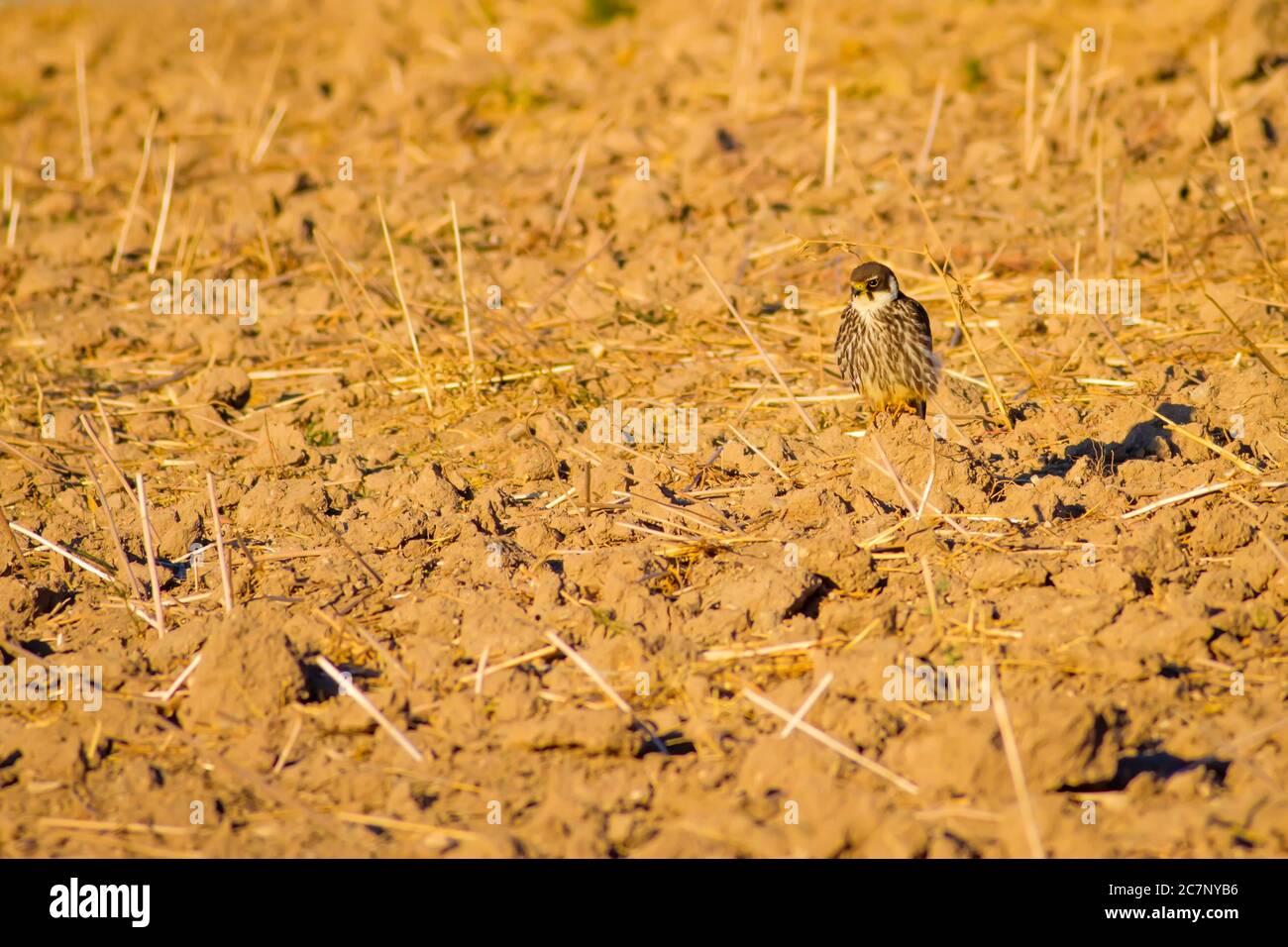 Nature and bird. Common birds. Natural background Stock Photo - Alamy