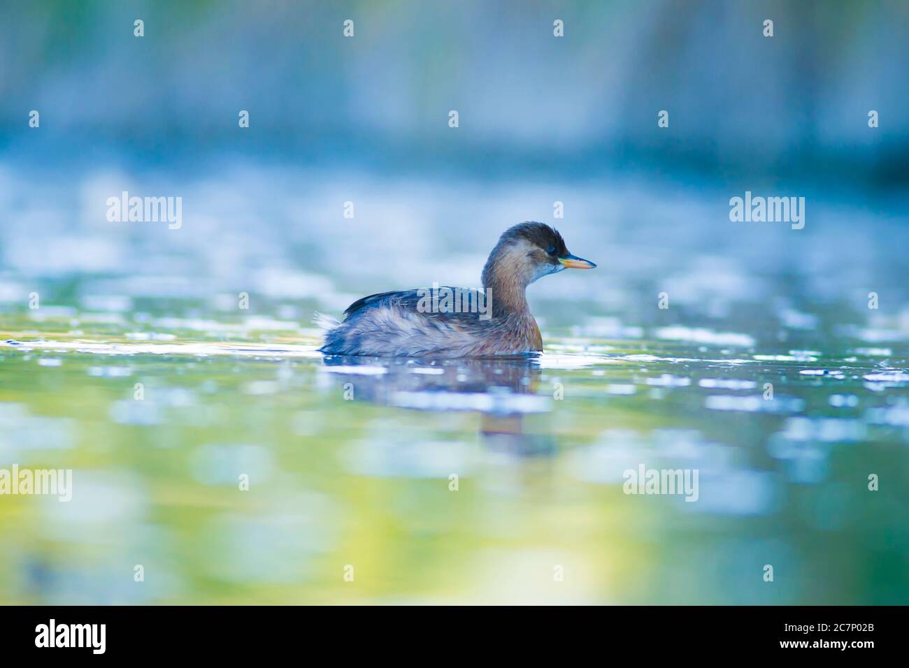 Cute water bird. Swimming bird. Lake background. Bird: Little Grebe ...