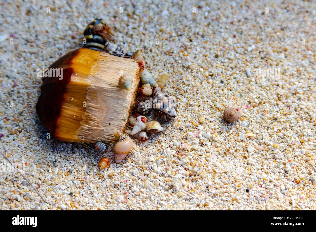 Tiny juvenile hermit crabs cluster around a palm tree seed on the coral sands of Okinawa, Japan. Stock Photo