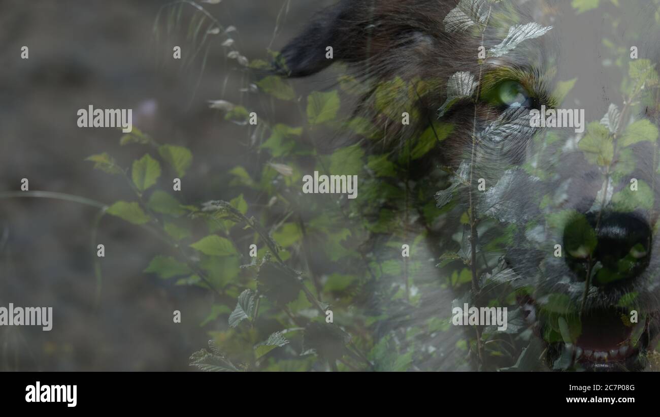 Face leaves double exposure hi-res stock photography and images - Alamy