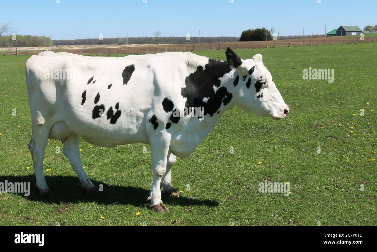 Beautiful brown holstein cow hi-res stock photography and images - Alamy