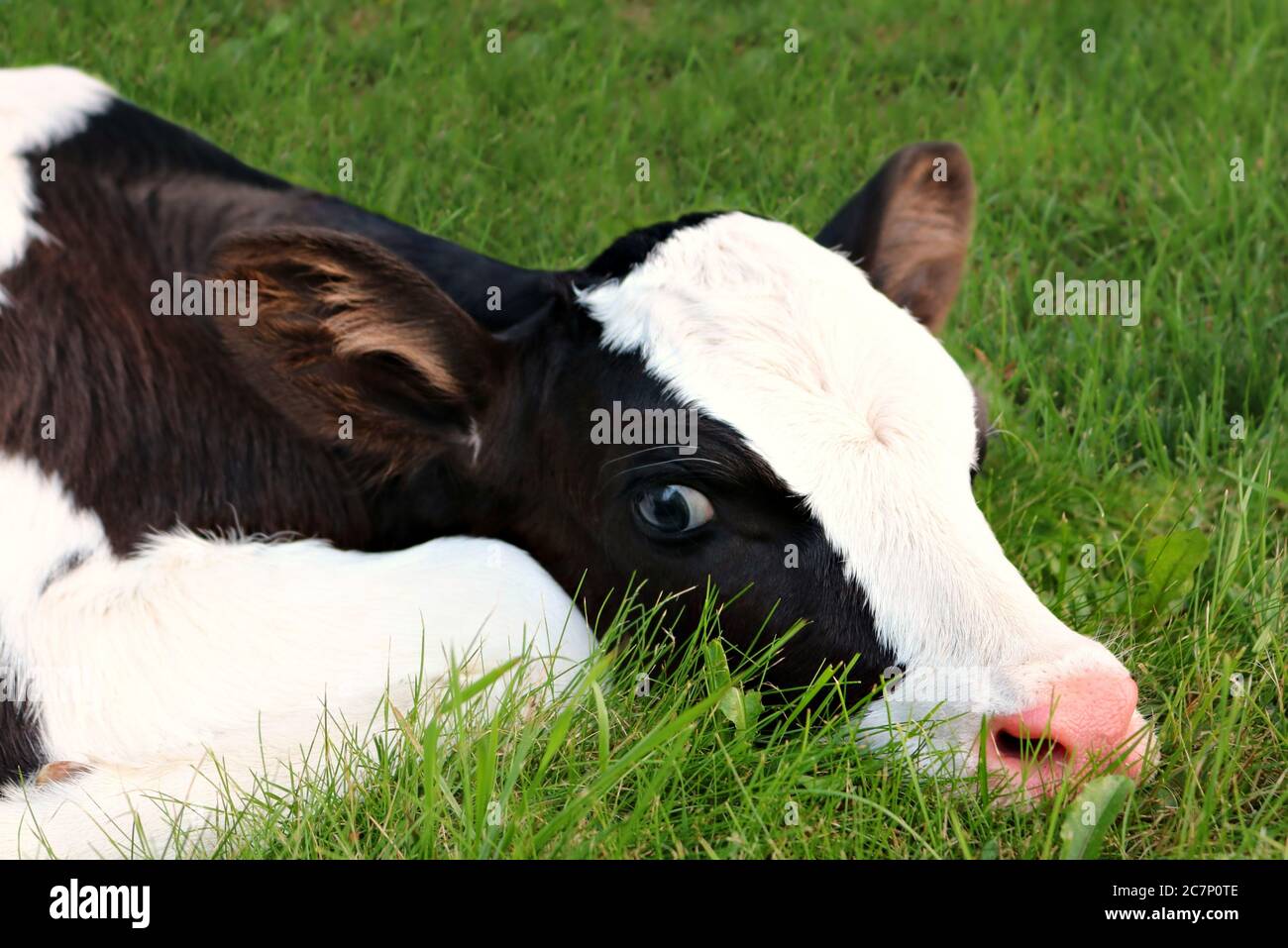 Beautiful brown holstein cow hi-res stock photography and images - Alamy