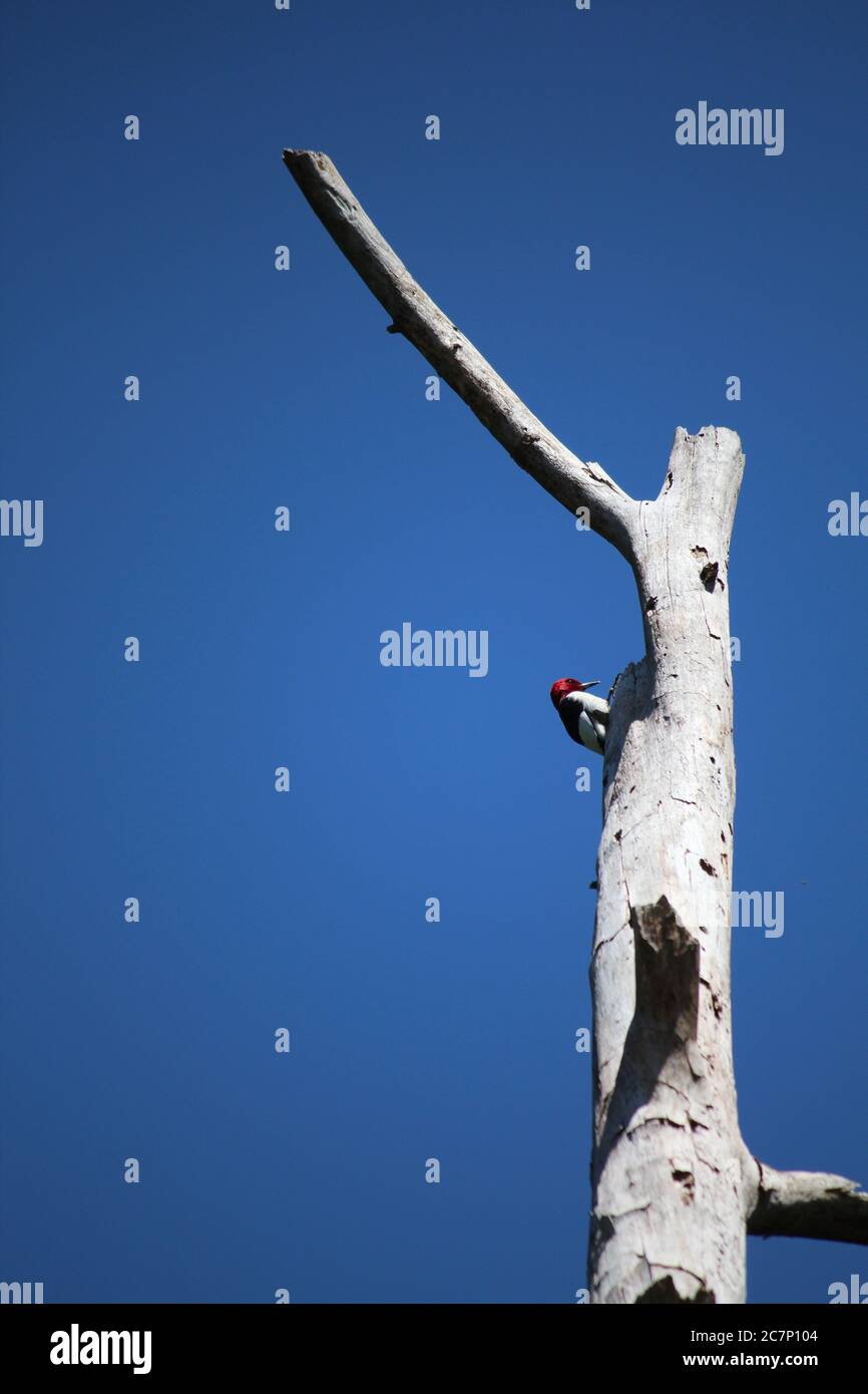 Woodpecker homes hires stock photography and images Alamy