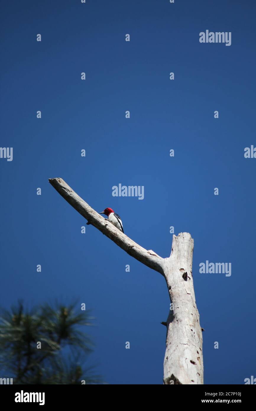 Woodpecker homes hires stock photography and images Alamy