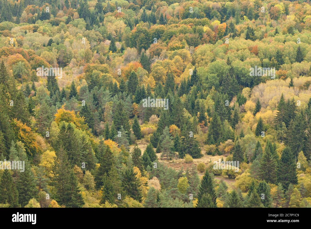 Autumn Forest Overview in Auvergne, Puy de Dome, Clermont Ferrand, France, Massif Central Stock Photo