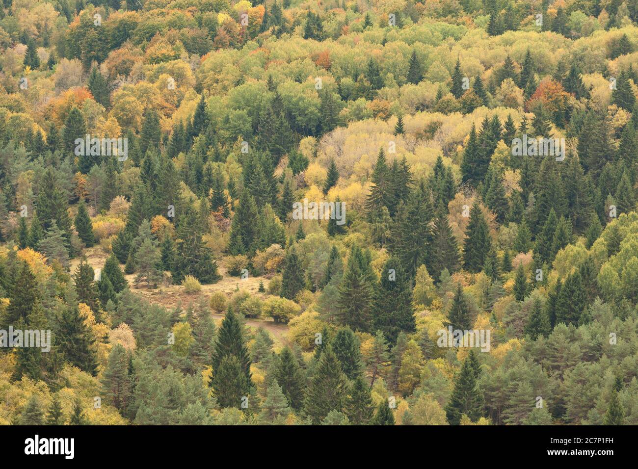 Autumn Forest Overview in Auvergne, Puy de Dome, Clermont Ferrand, France, Massif Central Stock Photo