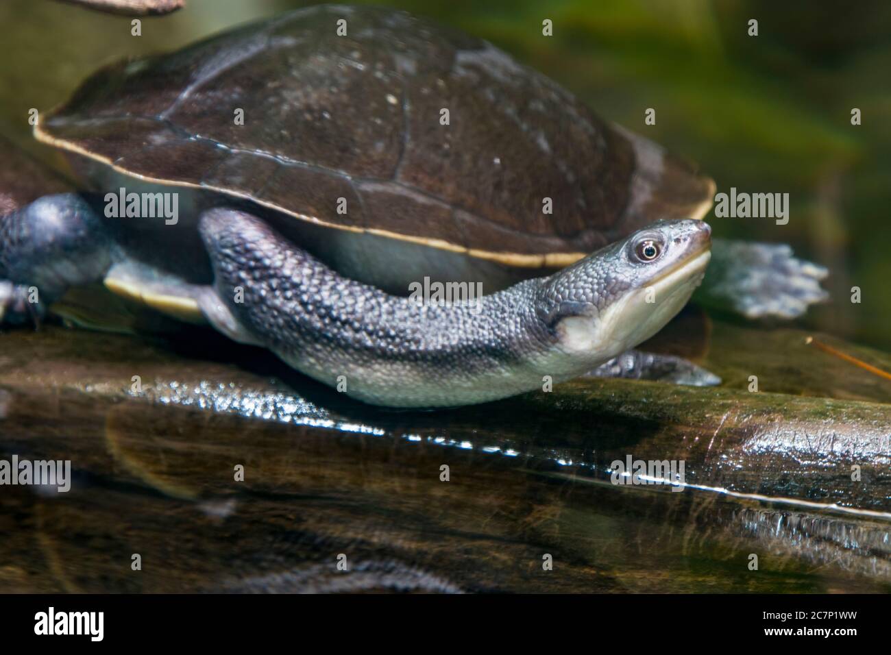 The Roti Island snake-necked turtle (Chelodina mccordi ) is a critically endangered turtle species from Rote Island in Indonesia. Stock Photo