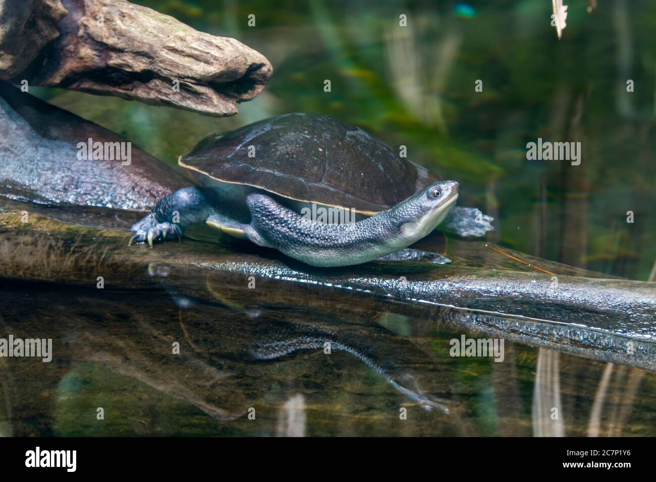 The Roti Island snake-necked turtle (Chelodina mccordi ) is a critically endangered turtle species from Rote Island in Indonesia. Stock Photo