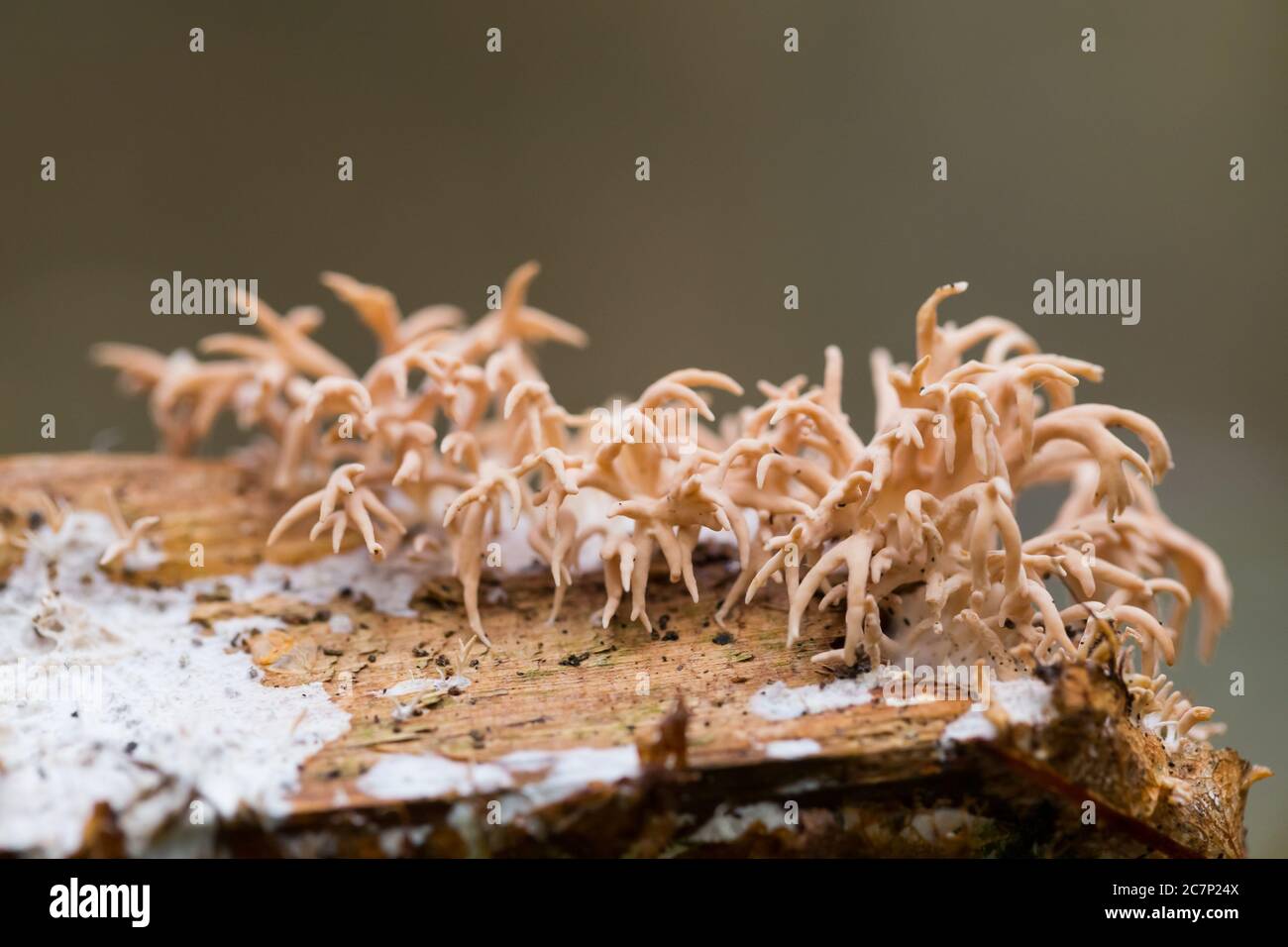Basidiomycete fungi (Lentaria byssiseda) Stock Photo