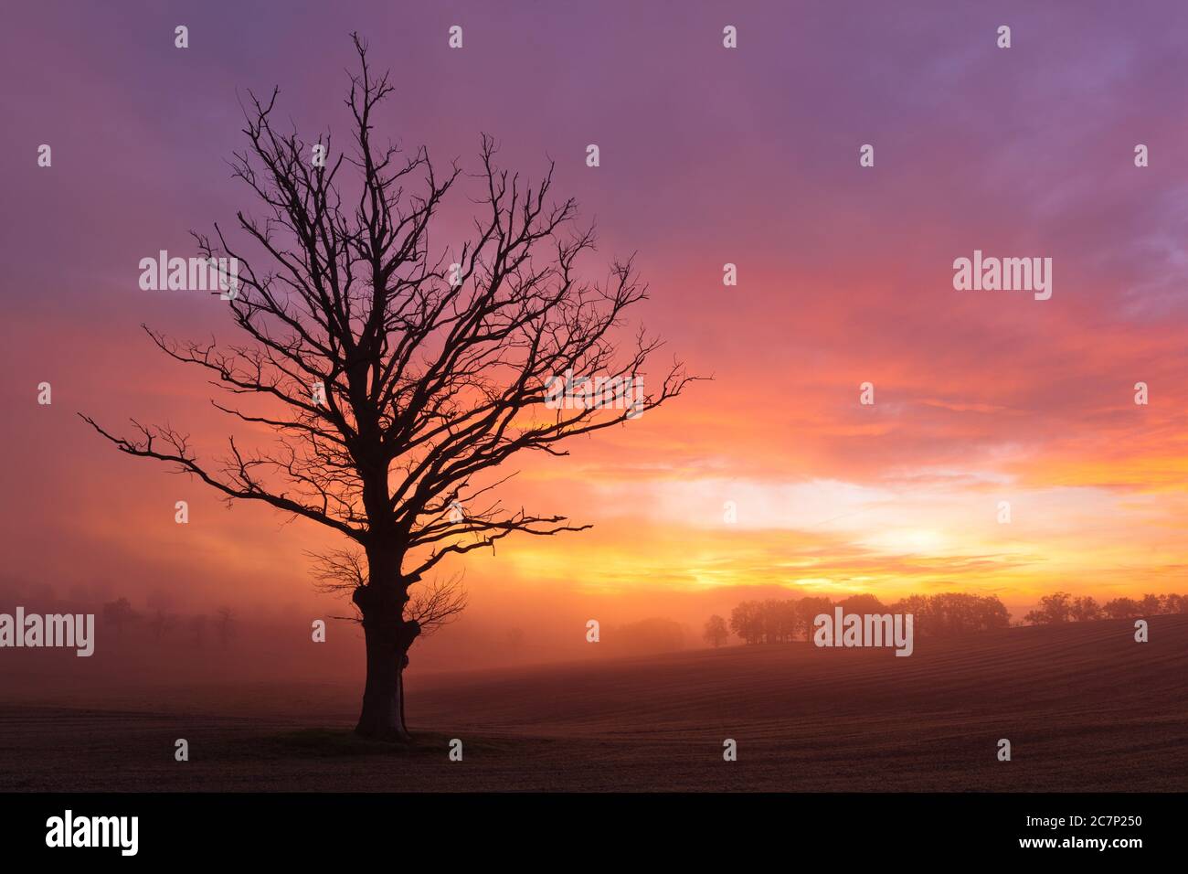 Tree in the morning mist at sunrise Stock Photo - Alamy