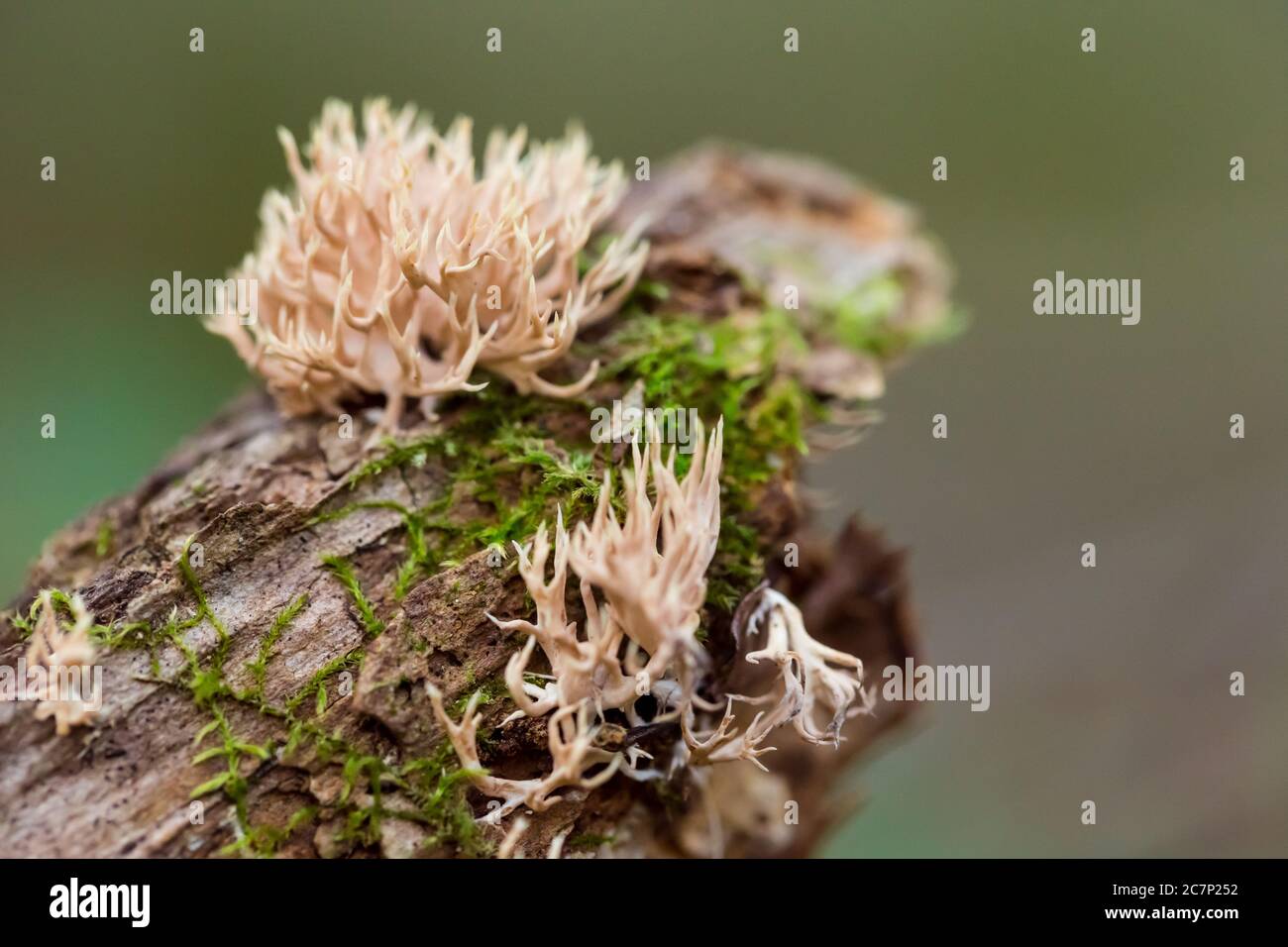 Basidiomycete fungi (Lentaria byssiseda) Stock Photo