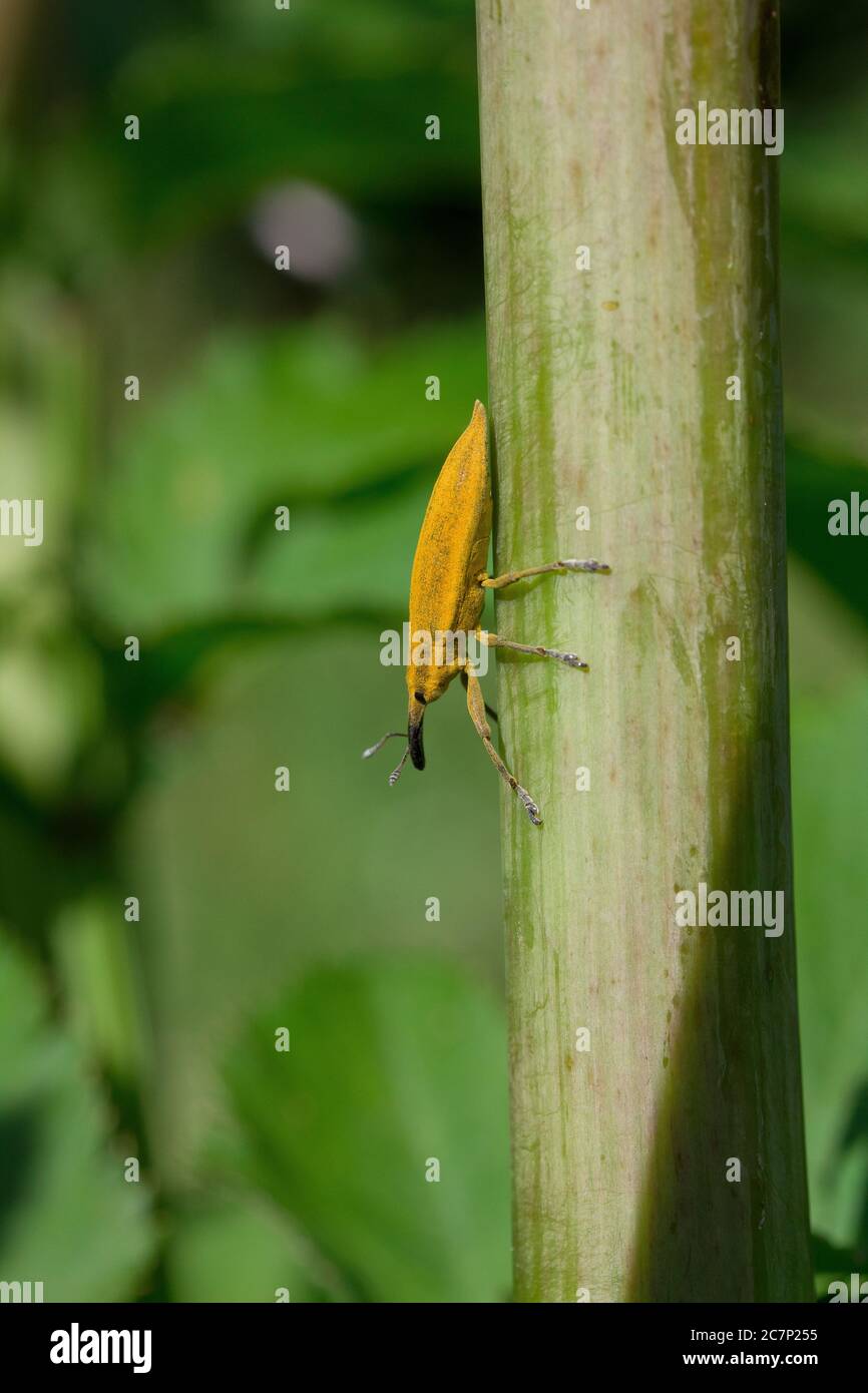 Weevil (Lixus iridis) Stock Photo