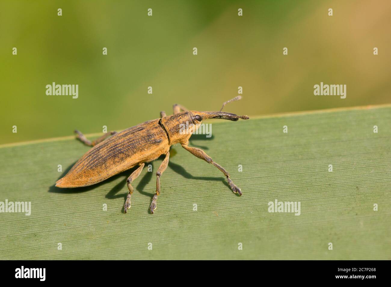 Weevil (Lixus iridis) Stock Photo