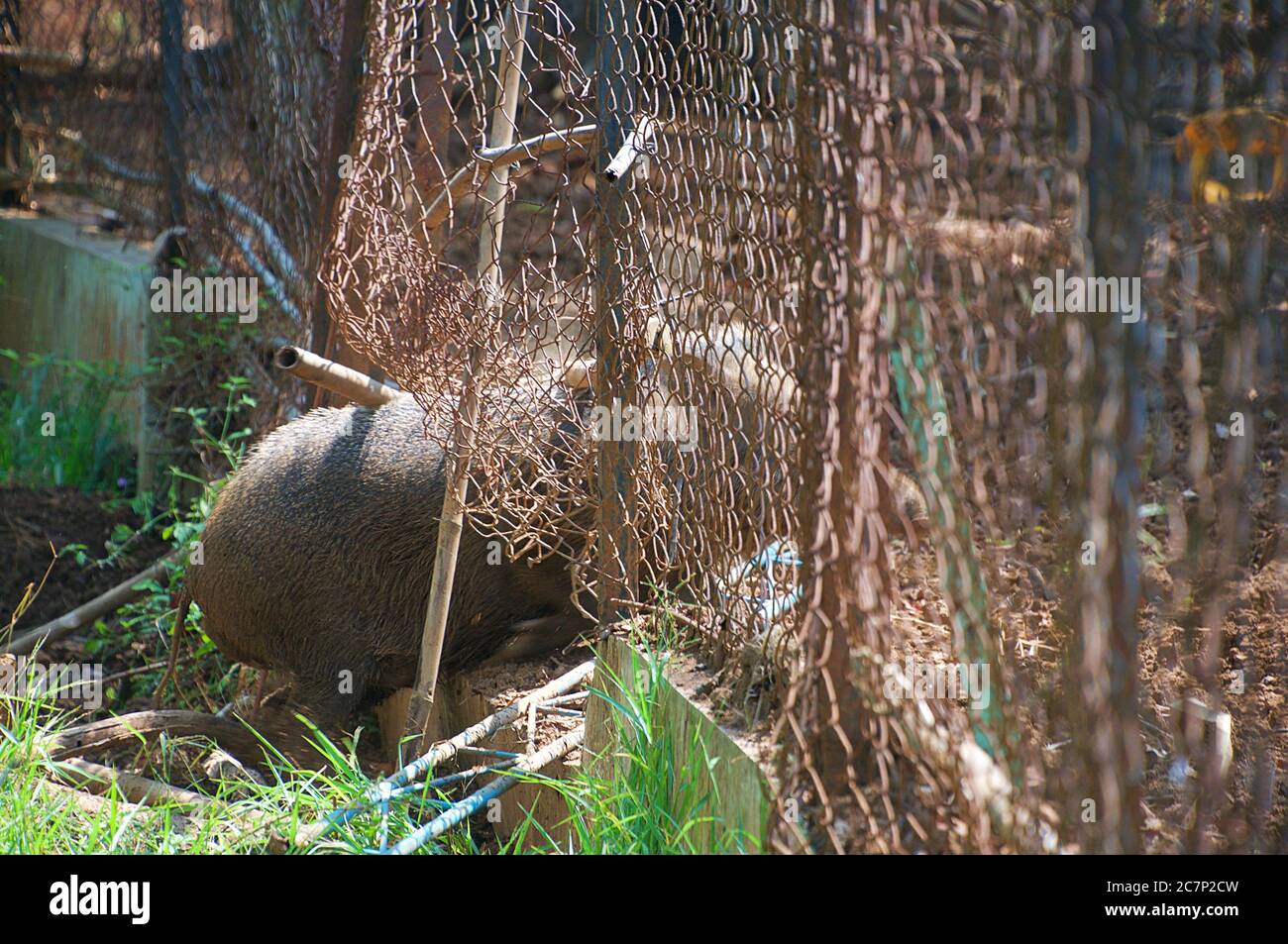 wild-boar-broke-into-the-fence-stock-photo-alamy