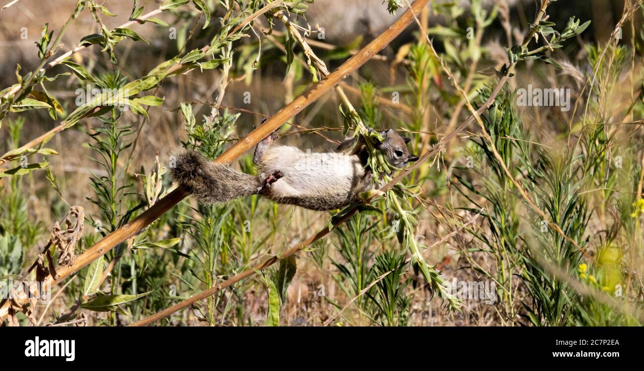 Favorite Branch This guy was trying desperately to get to his favorite branch they ...