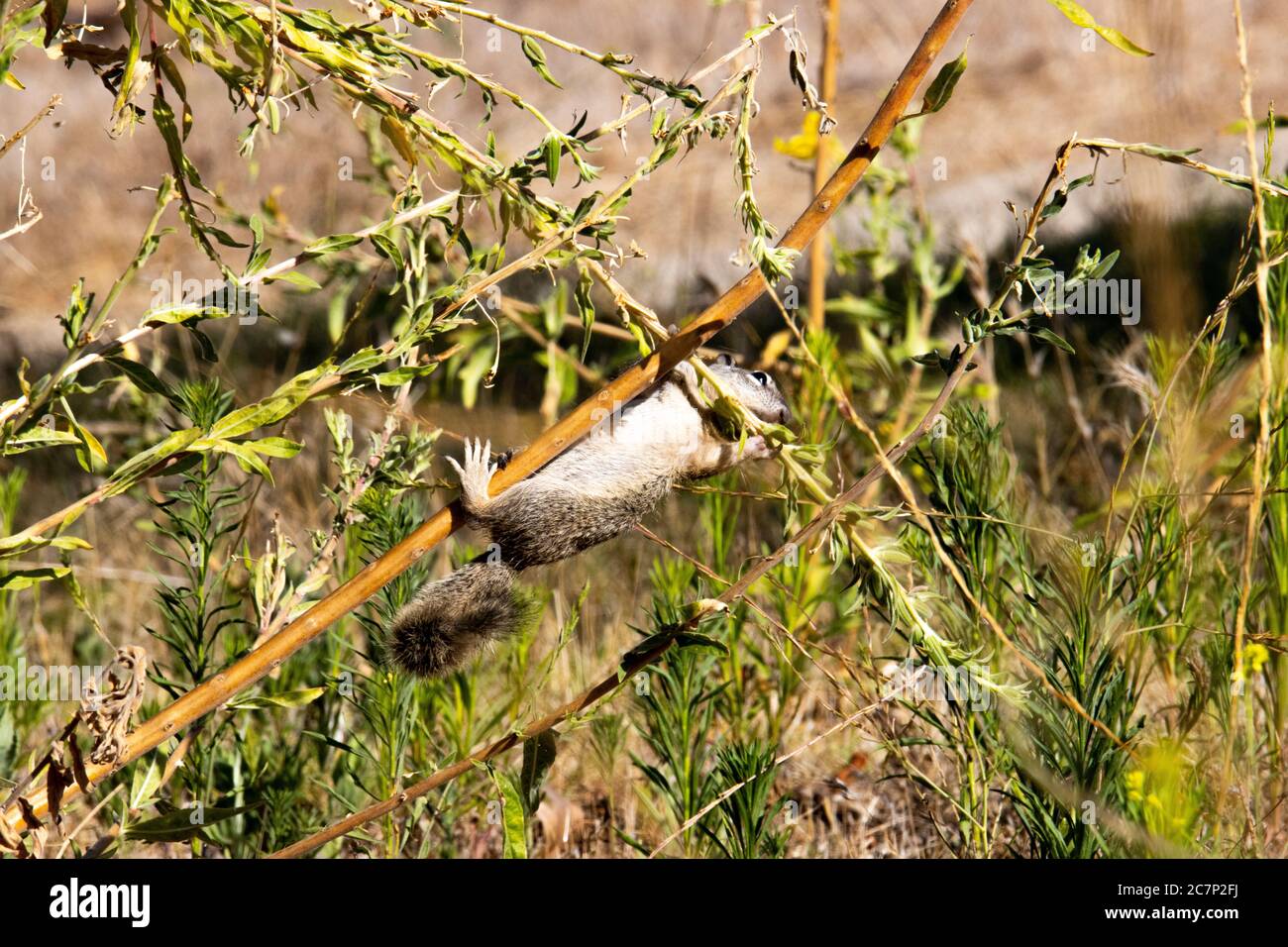 Favorite Branch This guy was trying desperately to get to his favorite branch they ...