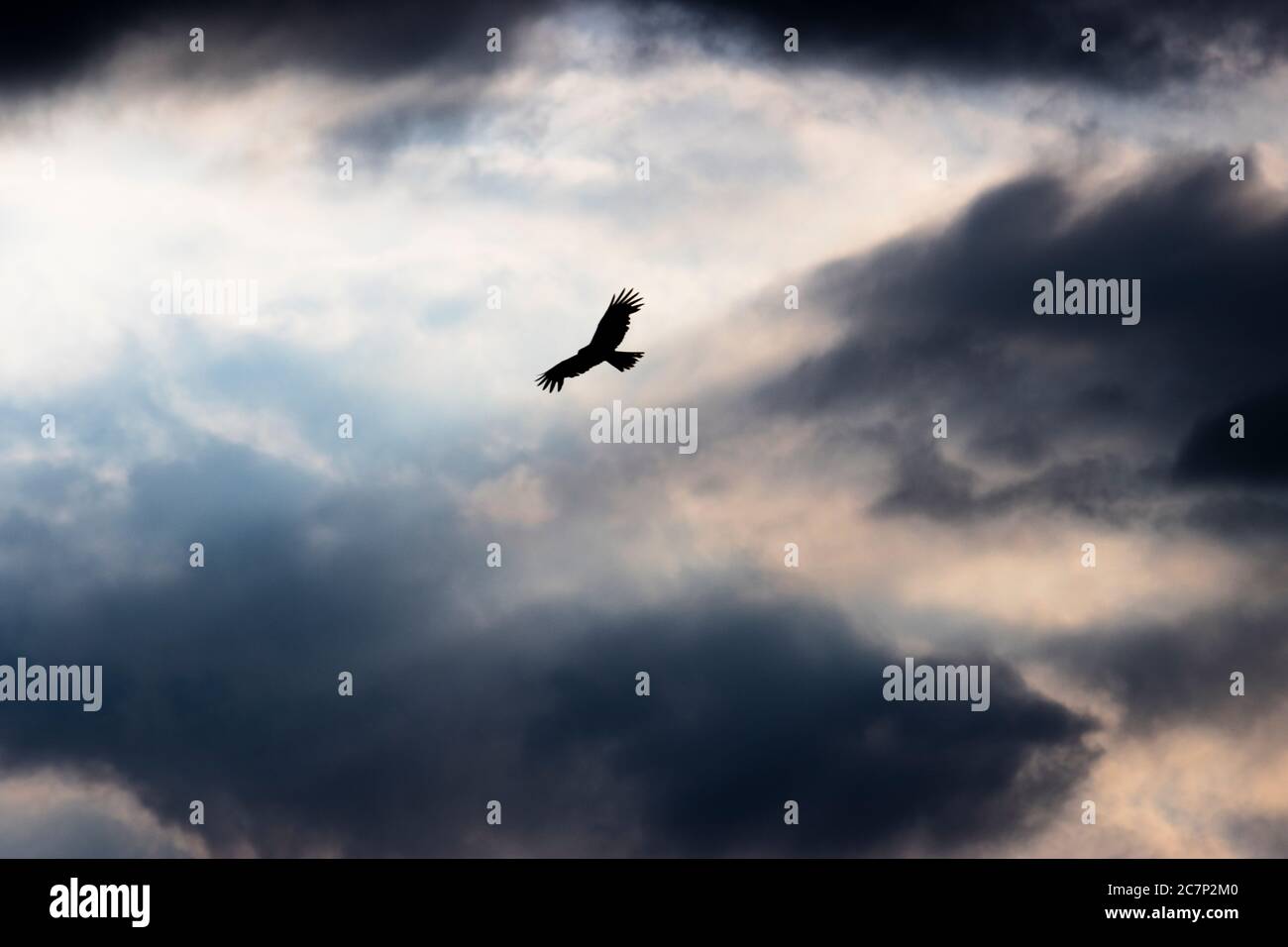 Osprey in the God Rays Stock Photo