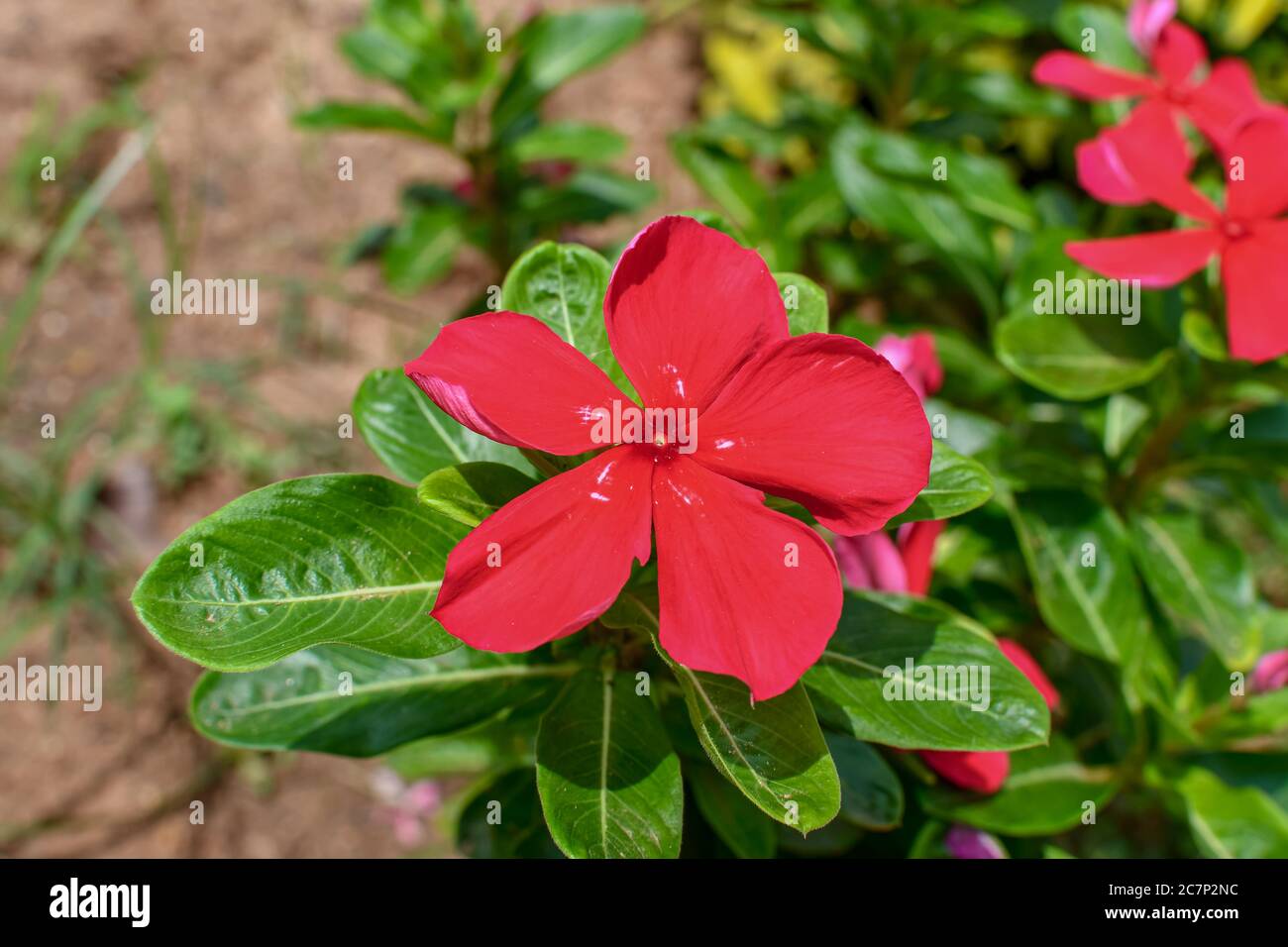 Red Tecoma Flowers With Green Leaves & Branches On Tree.  05 Stock Photo