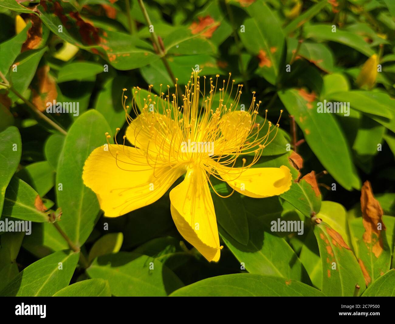 yellow Hypericum androsaemum blossoms with long stamens in sunny day in ...