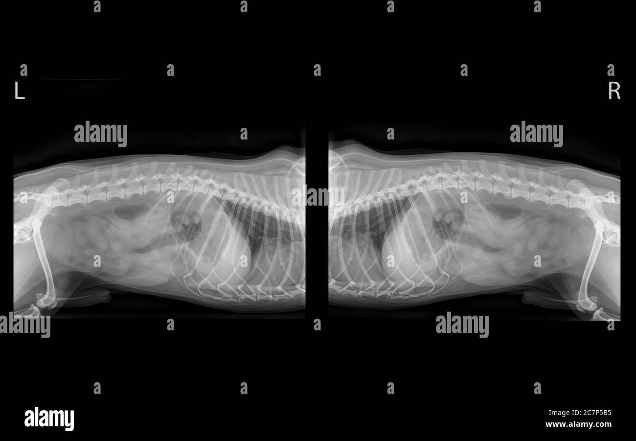 X-ray image of the abdomen of an adult male Cavalier King Charles spaniel. Side view, showing the lower rib cage, spine, pelvis, stomache and digestiv Stock Photo
