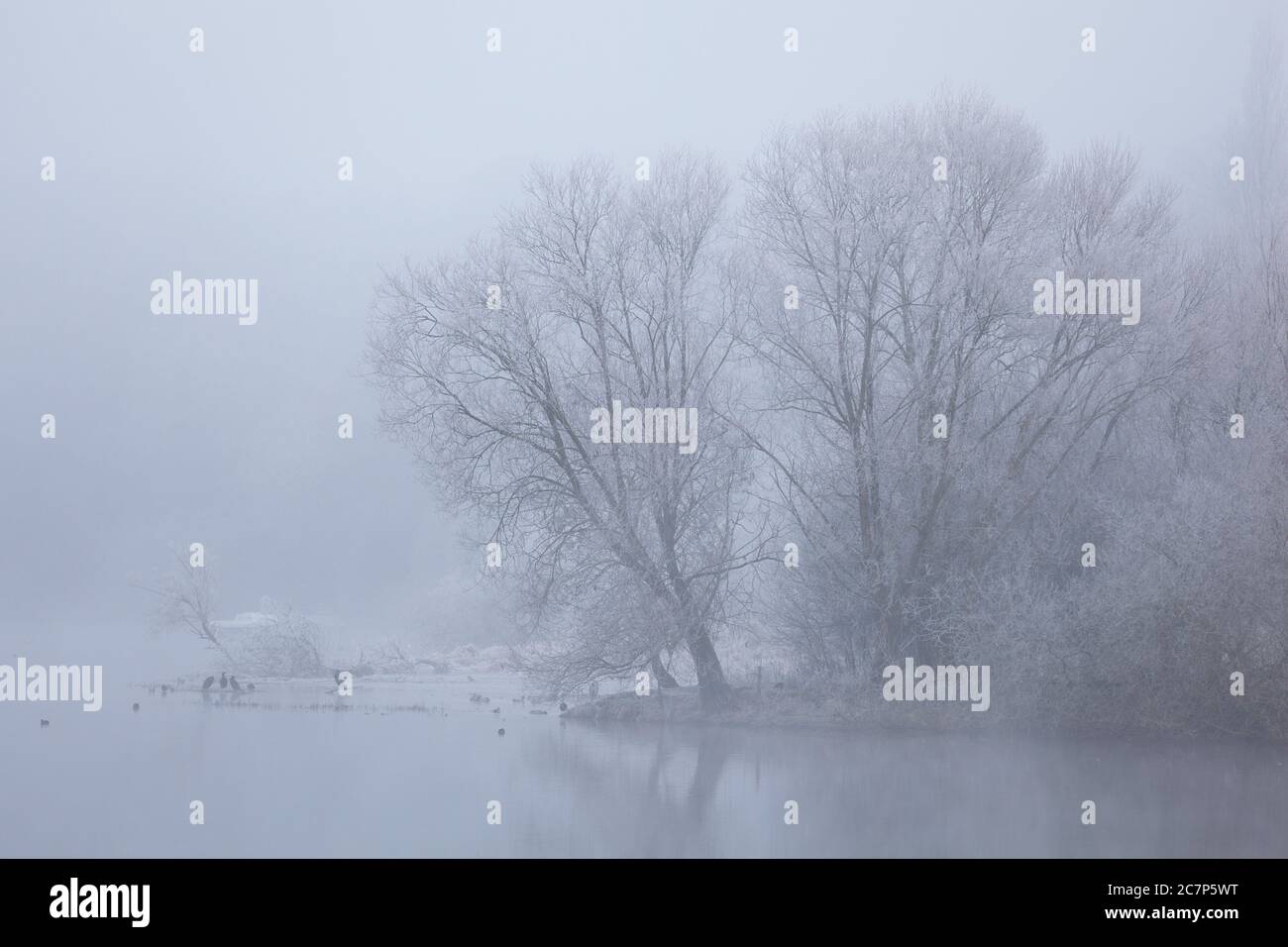 Wie ein See liegt der Nantes - Brest Kanal an einem frostig nebligen Morgen im Winter da. Im Hintergrund sind Komorane, Stockenten und ein Reiher zu s Stock Photo