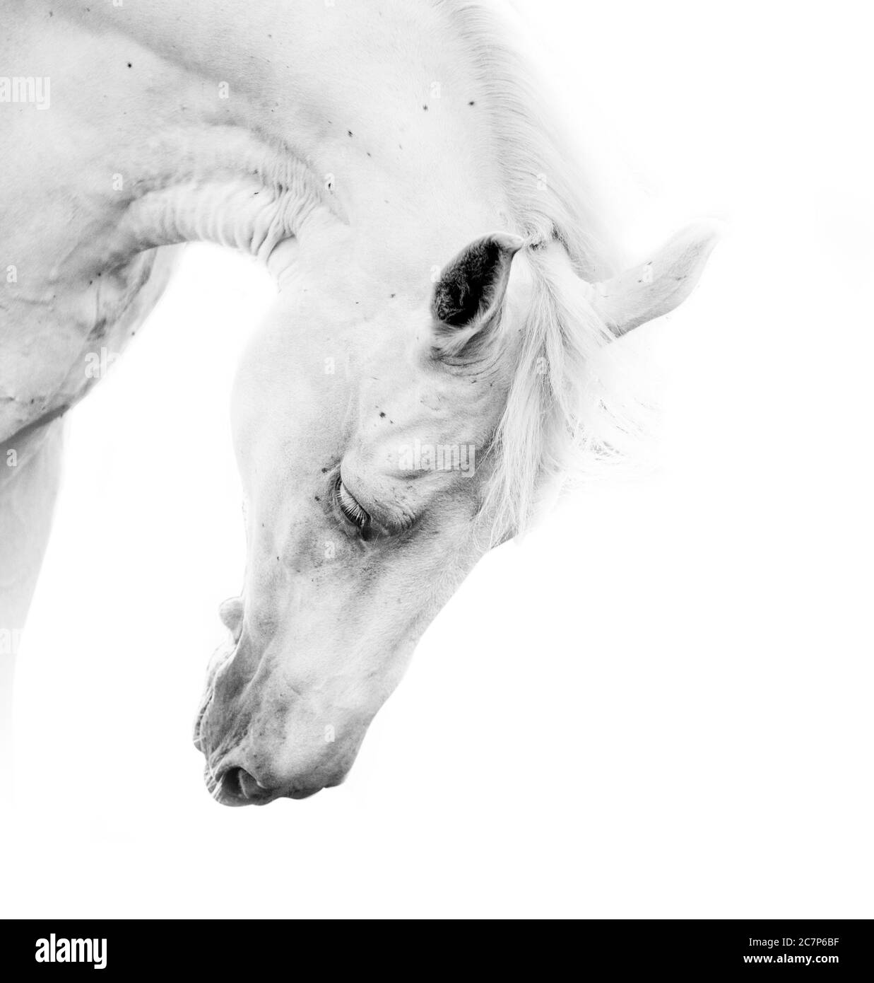 Beautiful white horse on a white background Stock Photo Alamy