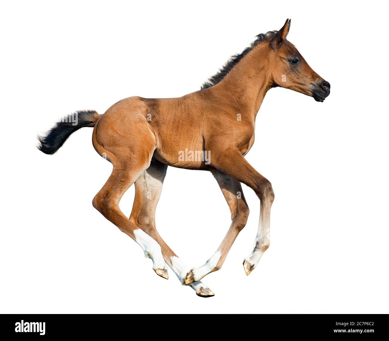 Galloping foal isolated on a white Stock Photo