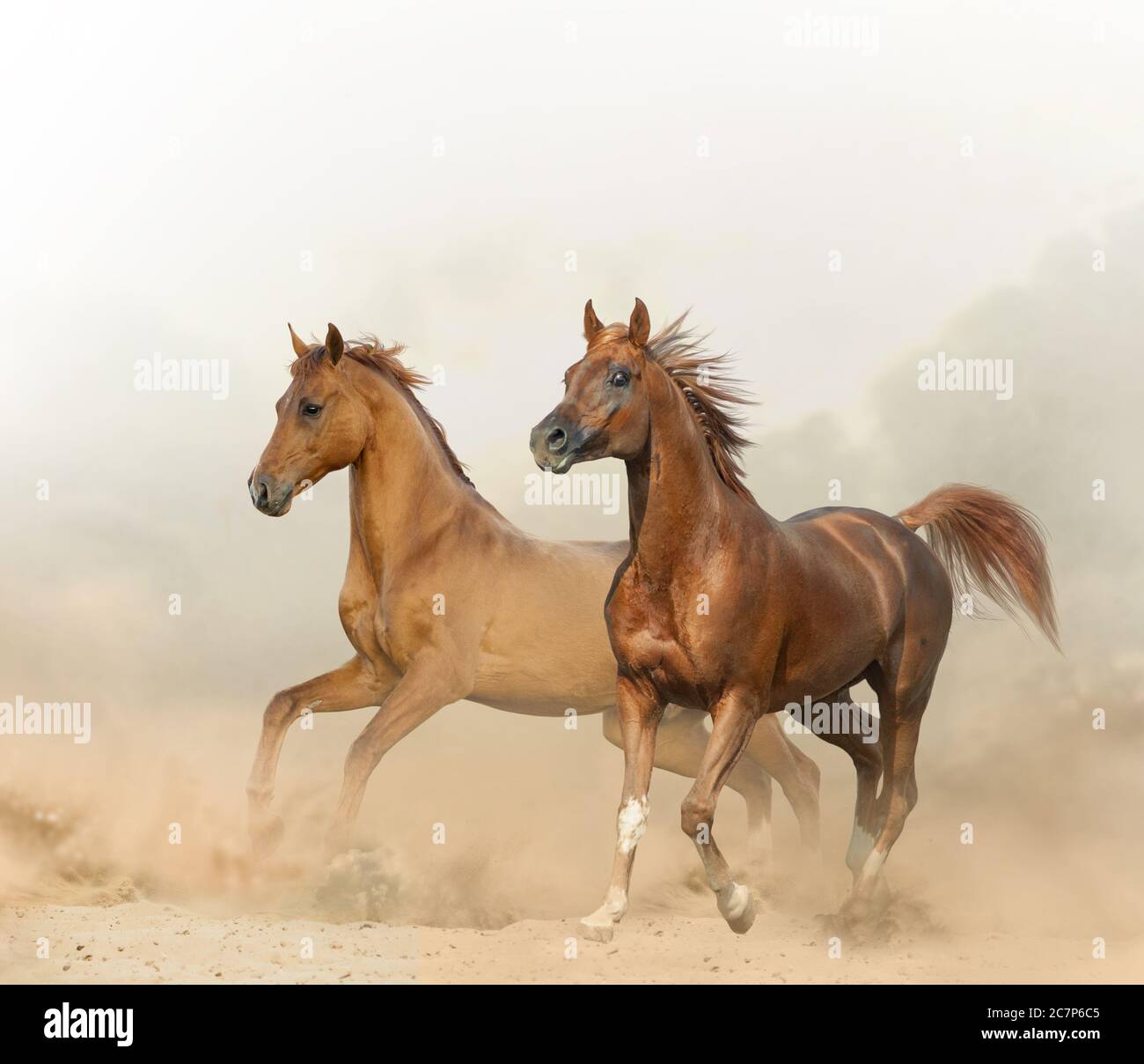 Two chestnut horses running on a wild in desert Stock Photo