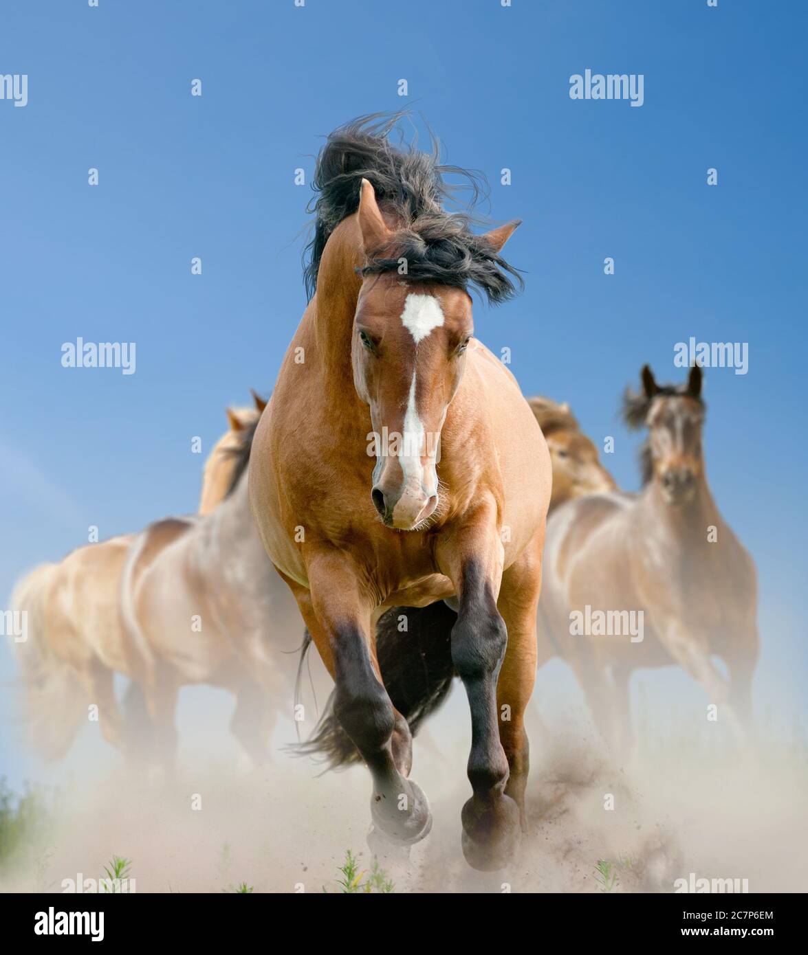 Herd of wild horses in summer running wild Stock Photo