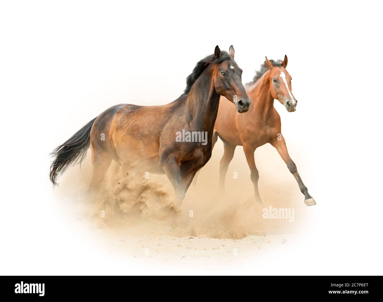 Beautiful purebred horses running on the wild Stock Photo