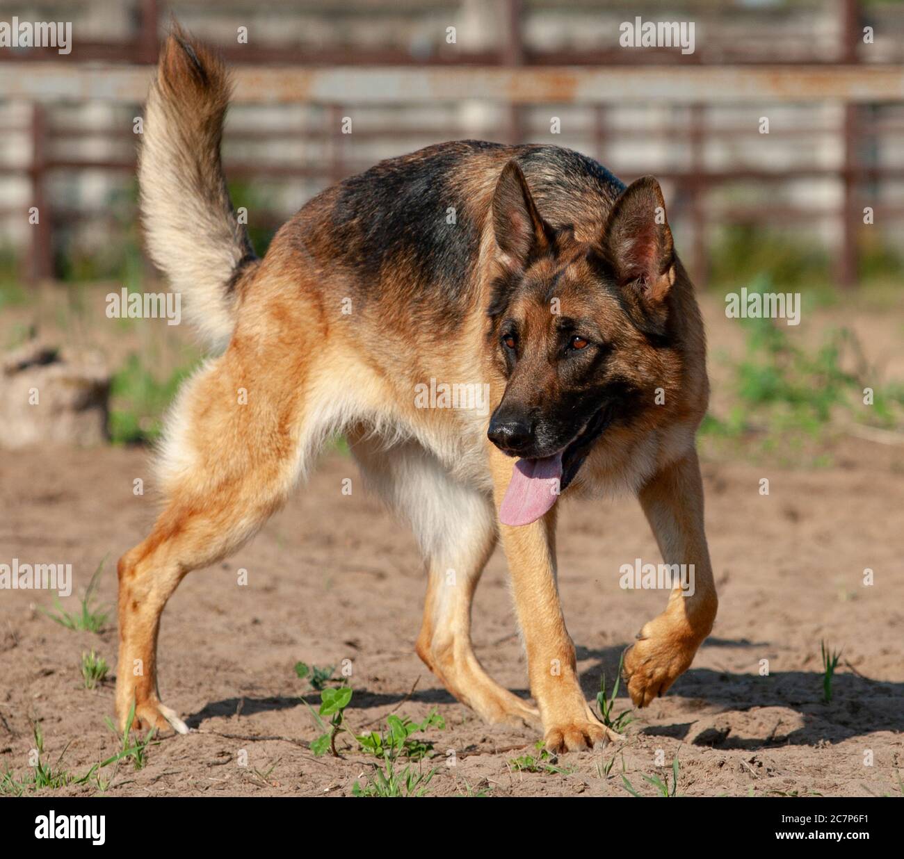 Beautiful german shepherd dog in paddock Stock Photo