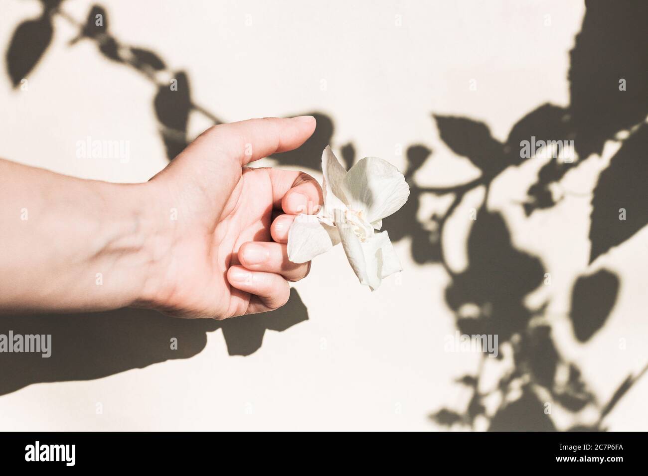 female hand with a dry white flower and a shadow from the leaves. Floral minimal design. The concept of fading, ending. Stock Photo
