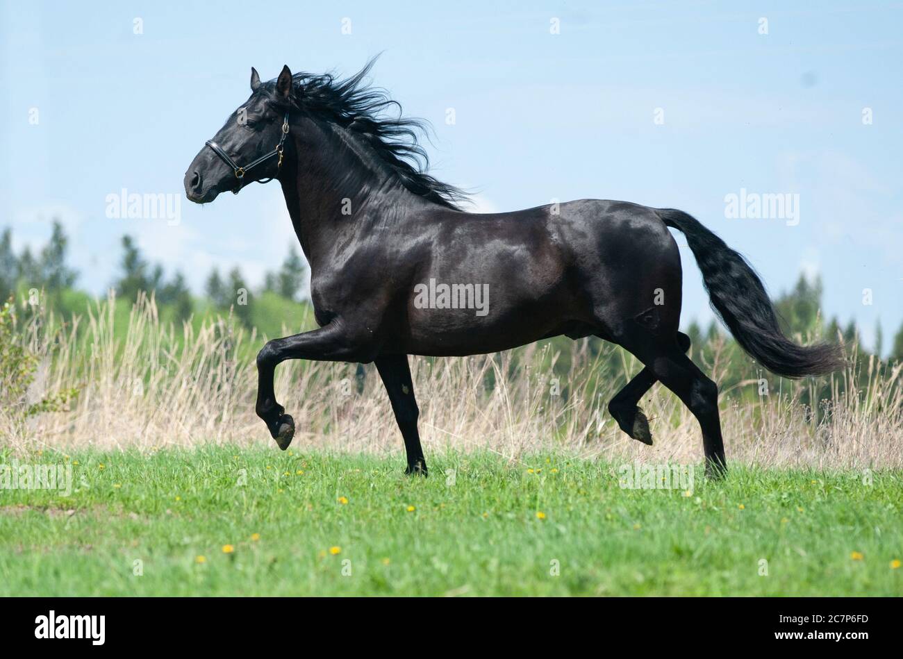 Raven andalusian horse running on freedom Stock Photo
