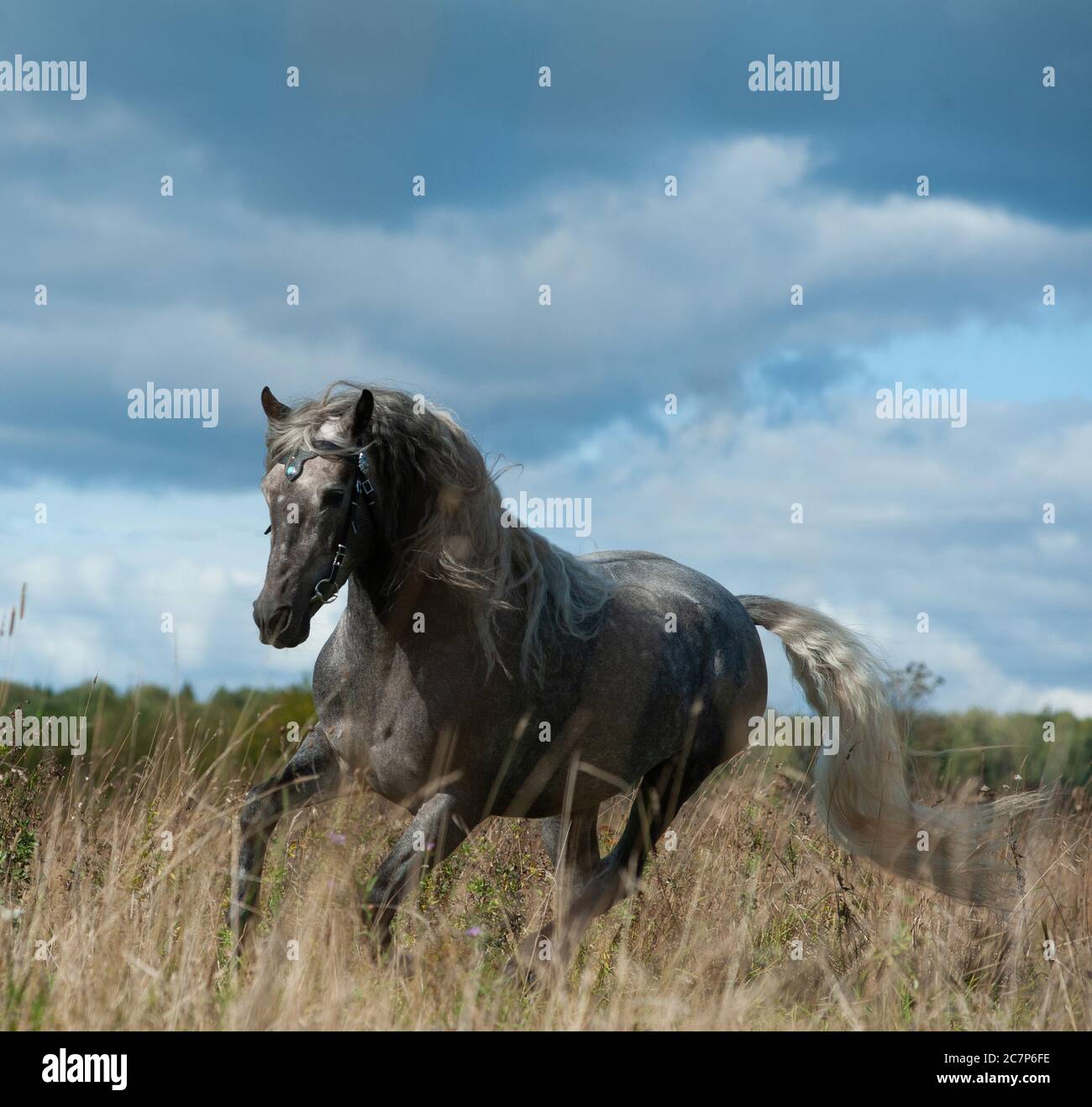 Andalusian stallion in autumn running under stormy skies Stock Photo