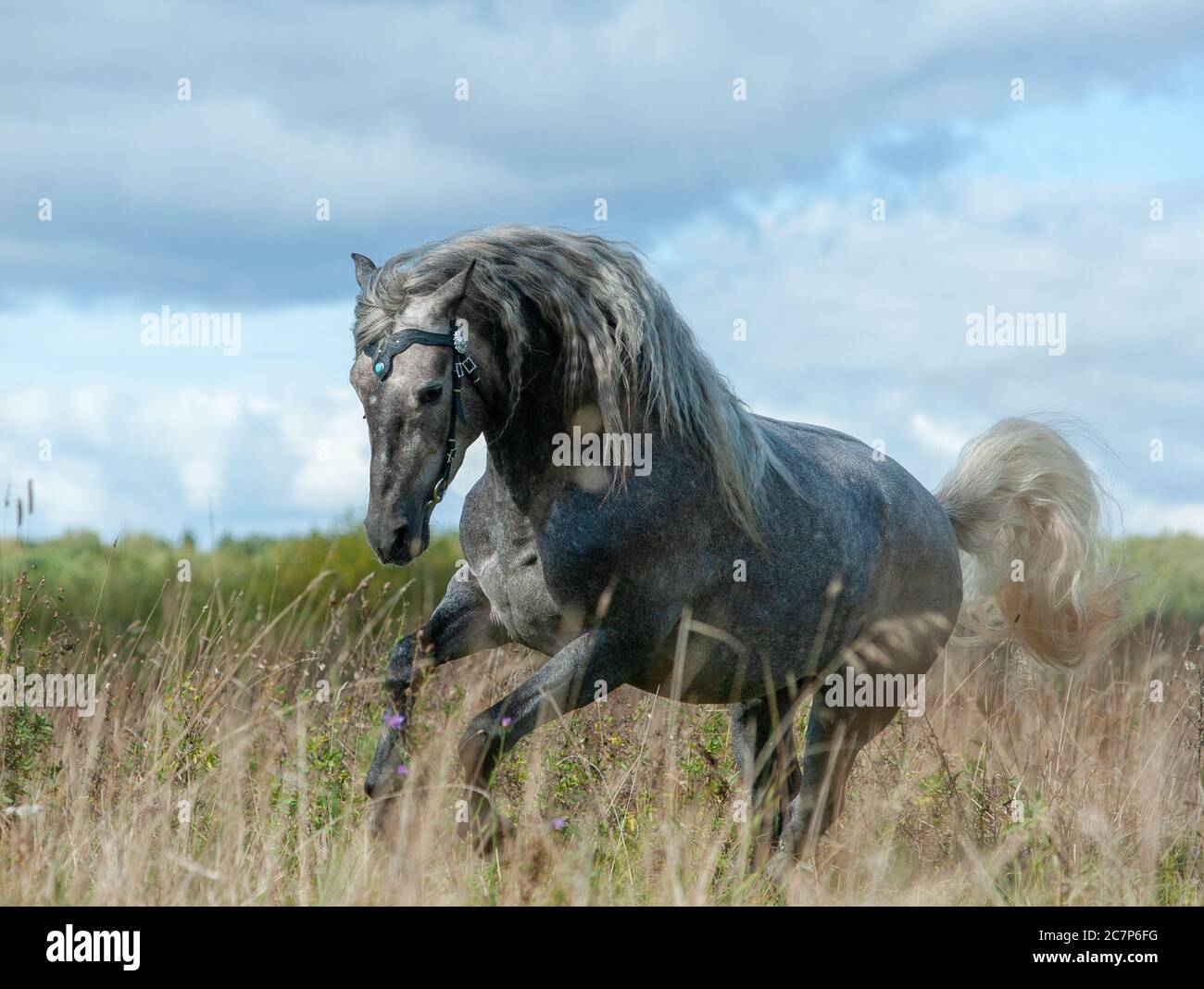 Andalusian stallion playing in the field Stock Photo