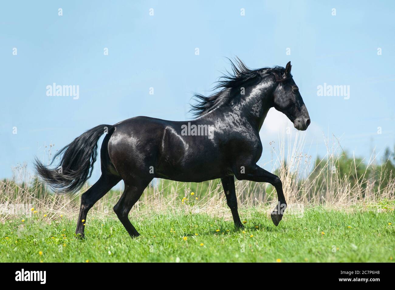 Beautiful black andalusian stallion running in freedom Stock Photo