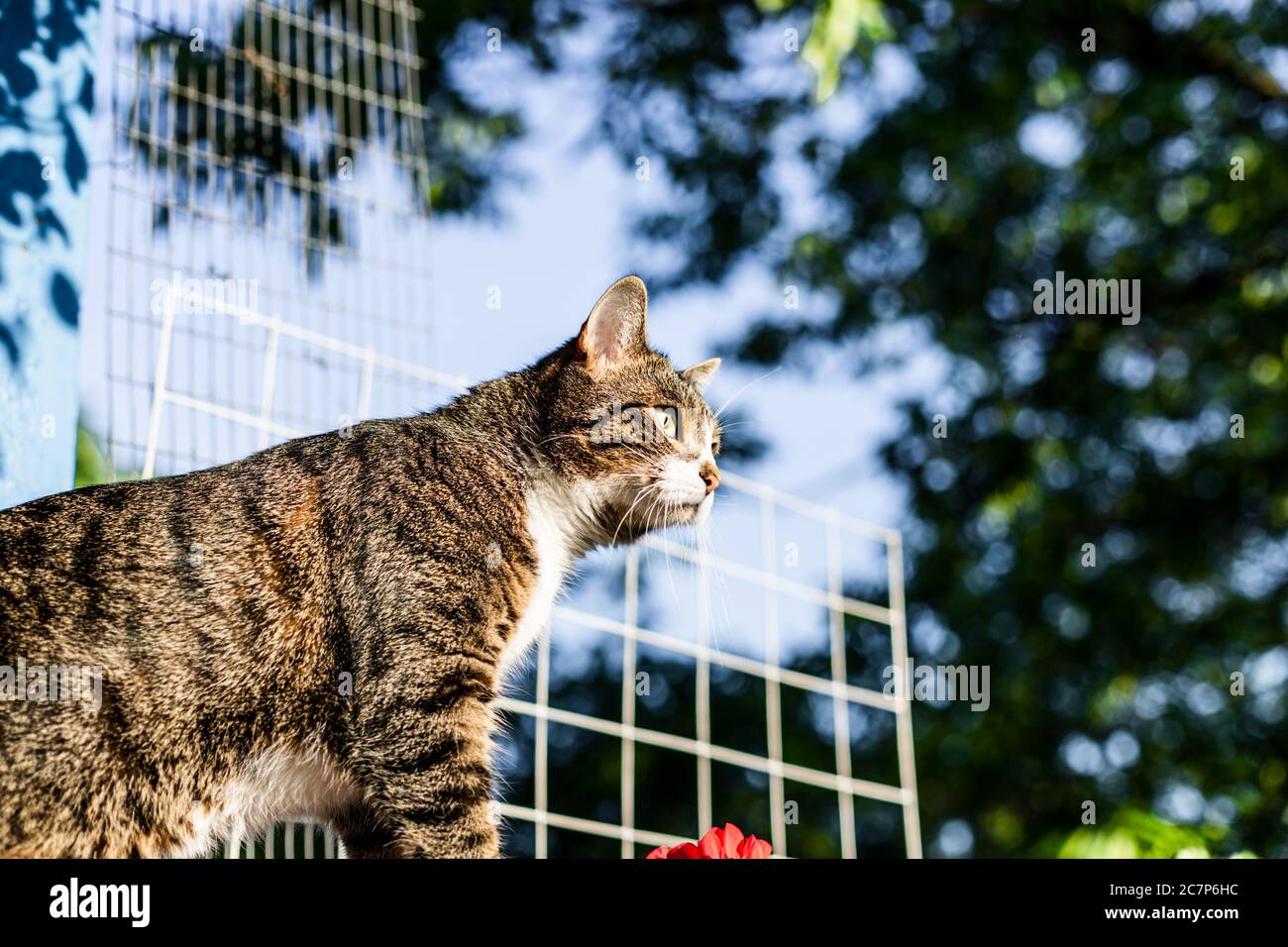 Brown cat on the balcony looks into the distance Stock Photo - Alamy