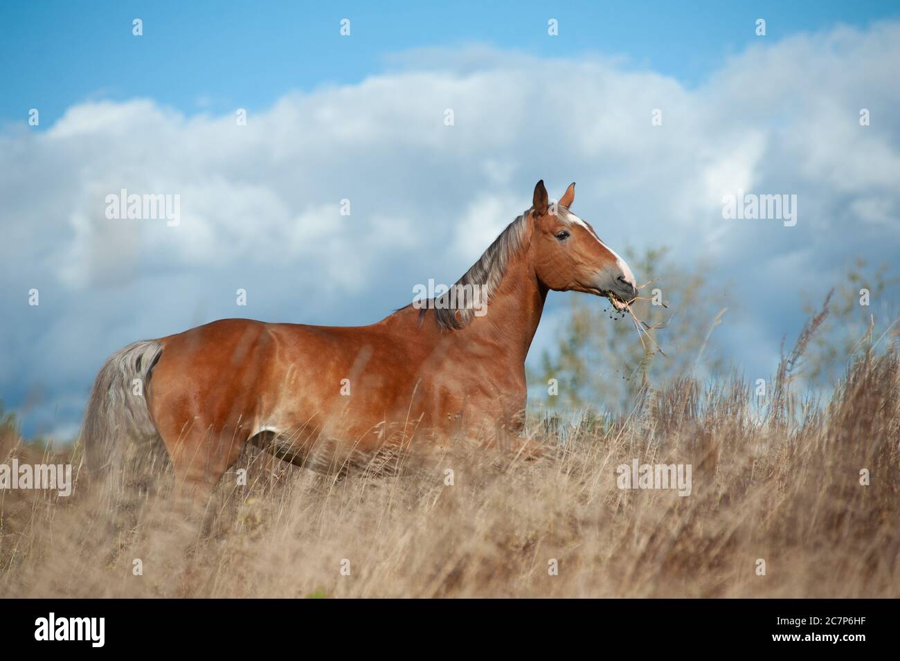 Palomino horse in the field grazing on freedom Stock Photo