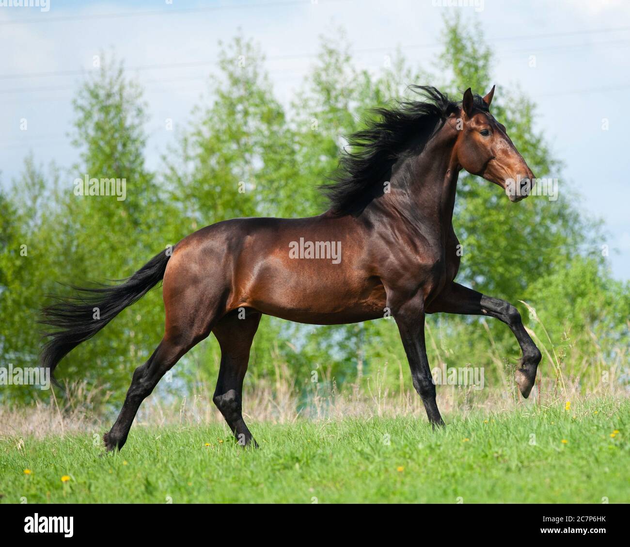Galloping bay color andalusian stallion in summer field Stock Photo