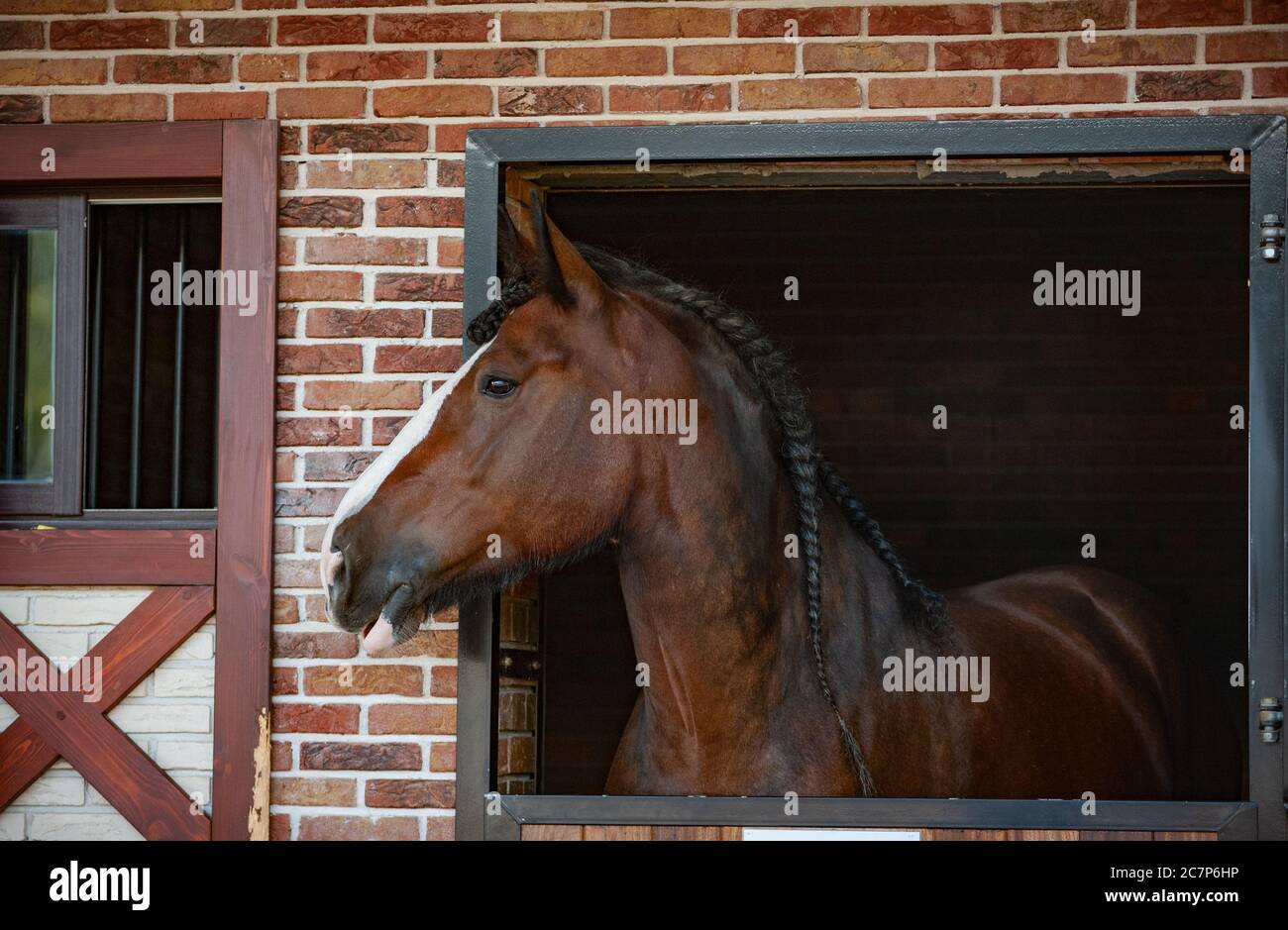 Shire horse looks out from the stable box close up Stock Photo