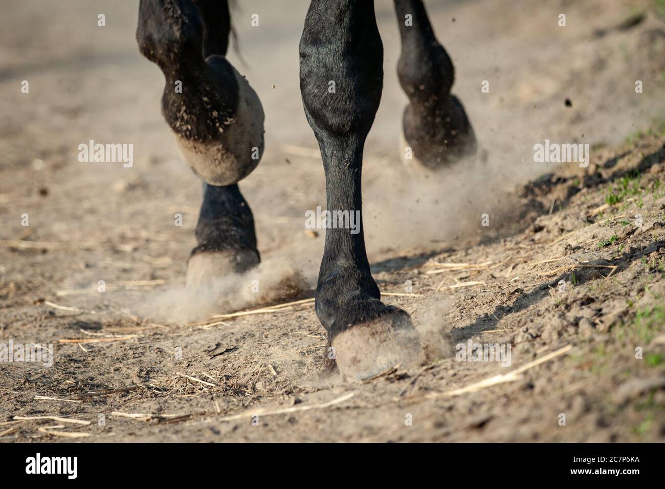Running horse hooves in paddock closeup Stock Photo