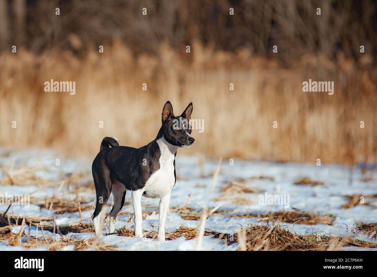 Black and white basenji dog on a walk in winter Stock Photo